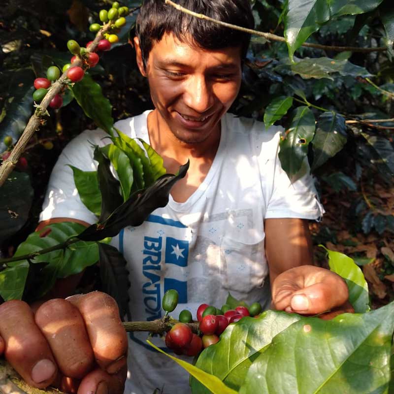 Amadeo-harvesting-