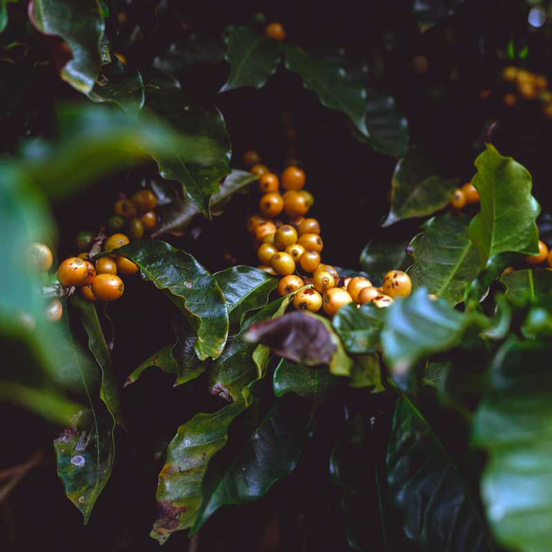 Cherries