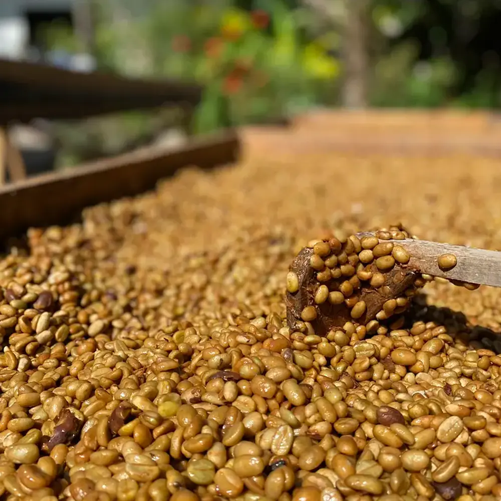Cascaritas_honey.