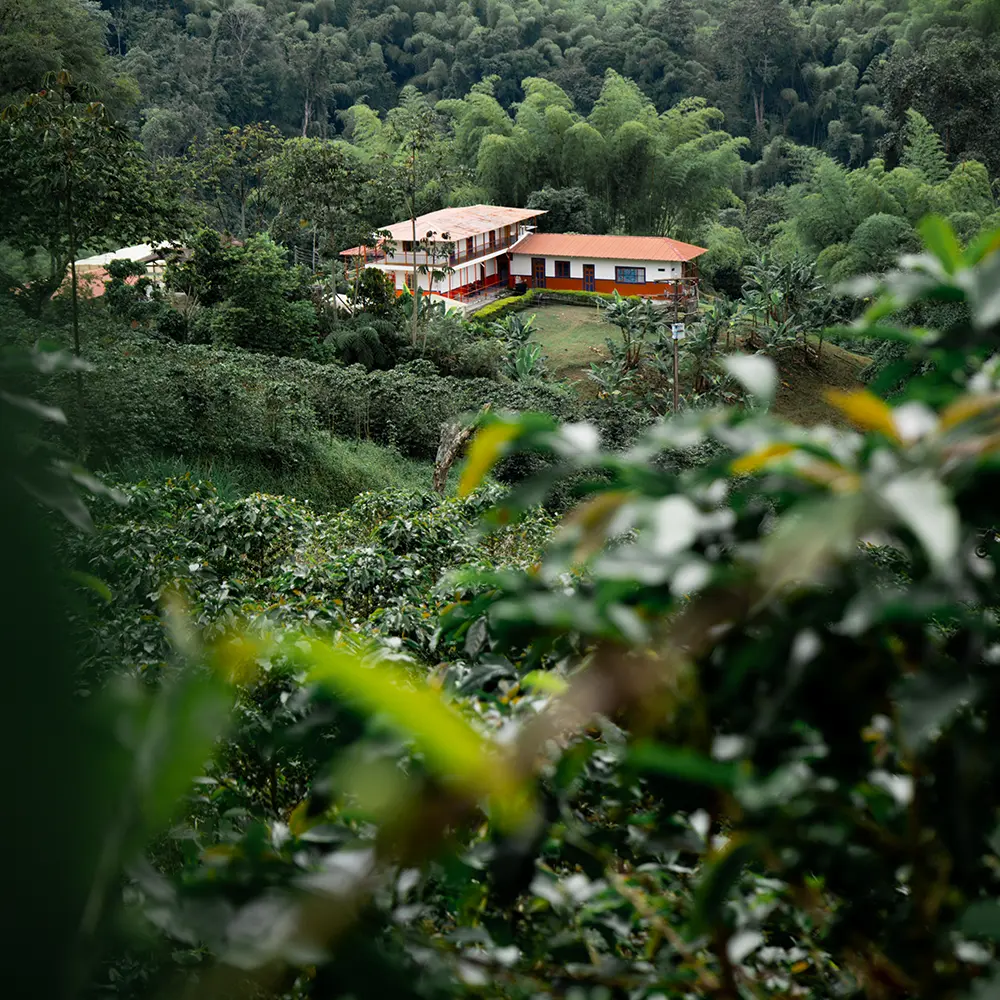 Placer_farm