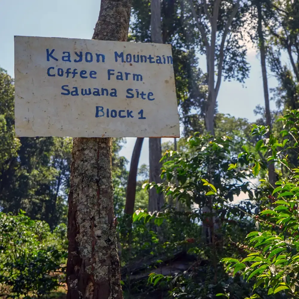 Kayon_block