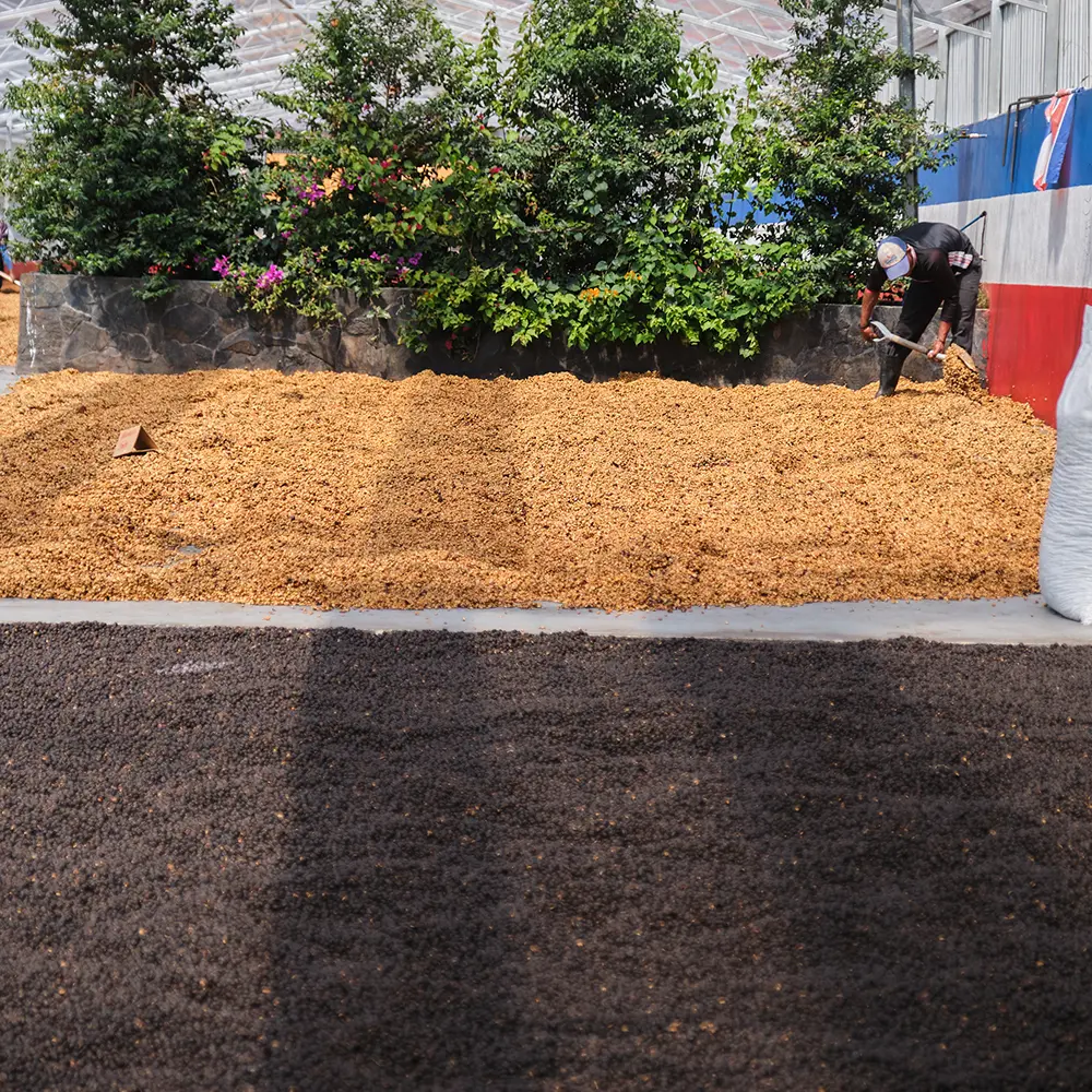 Costa_Rica_Las_Lajas_drying