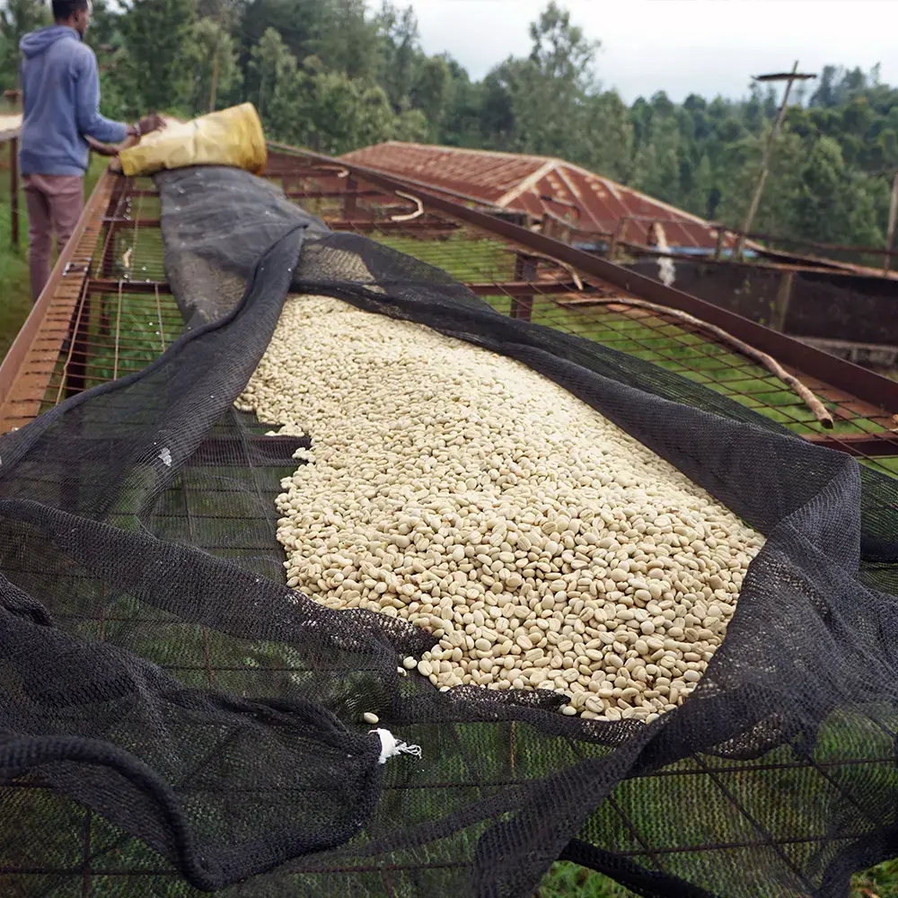 Kenya_Gititu_parchment