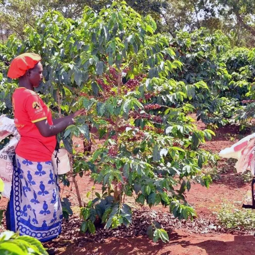 Kenya_Gititu_pickers